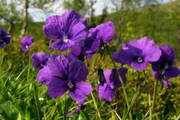 Фиалка – фото