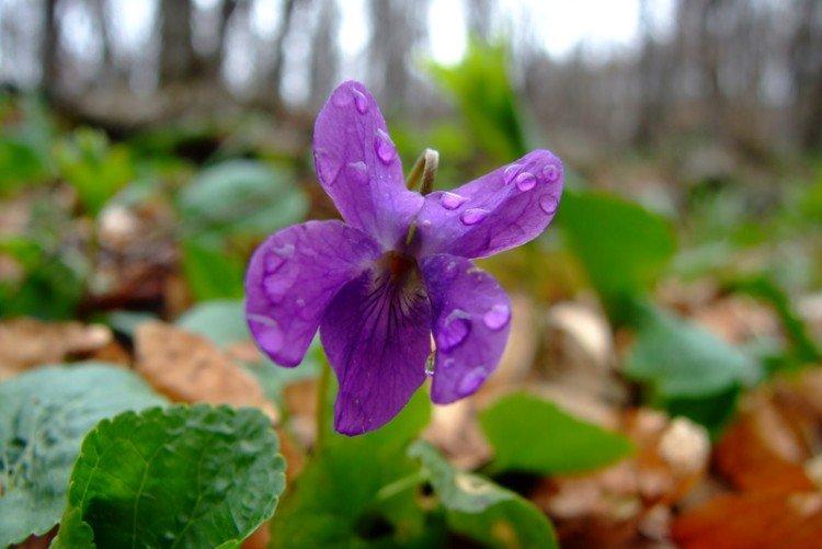 Фиалка – фото