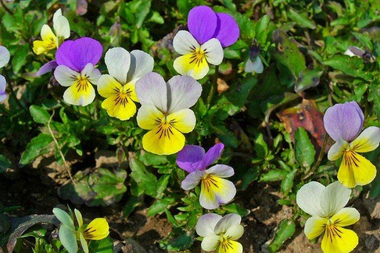 Фиалка – фото