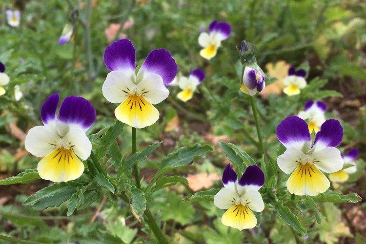 Фиалка – фото