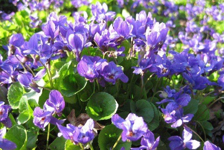 Грациозная фиалка