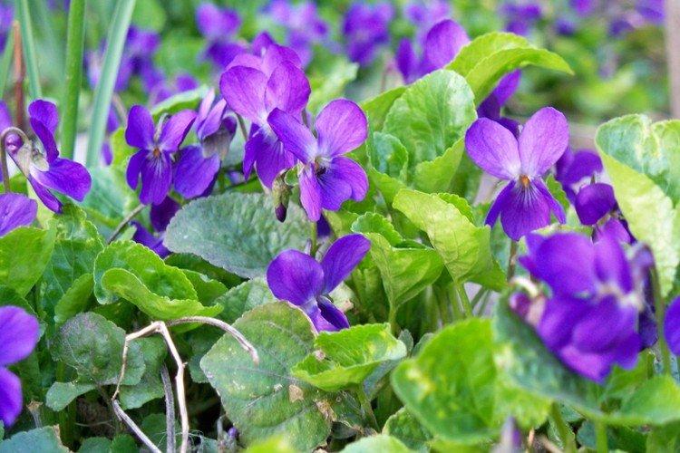 Фиалка – фото