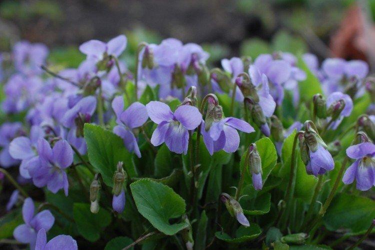 Фиалка – фото