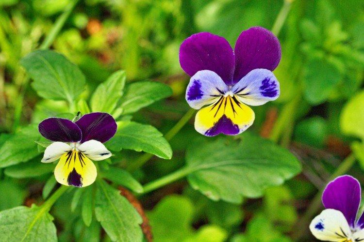 Фиалка – фото