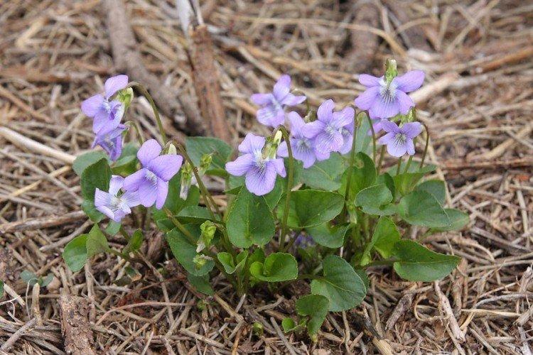 Фиалка – фото