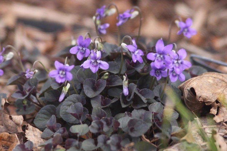 Лабрадорская фиалка