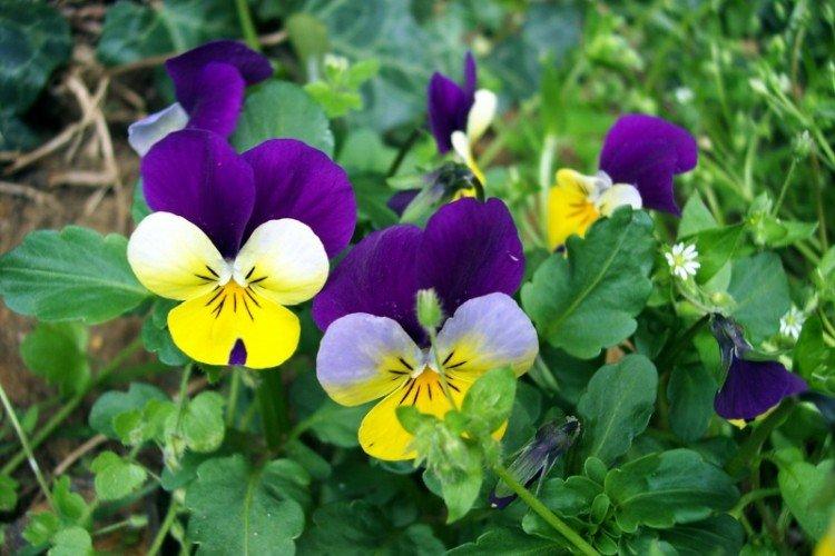 Трехцветная фиалка