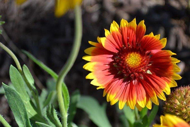 Гайлардия – фото