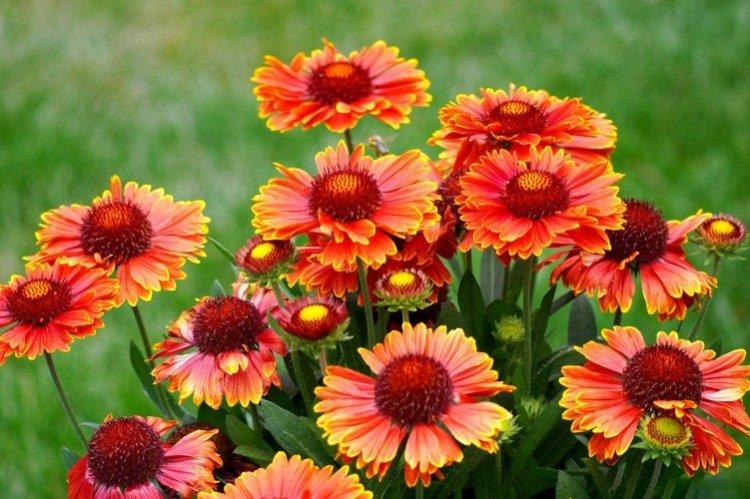 Гайлардия – фото