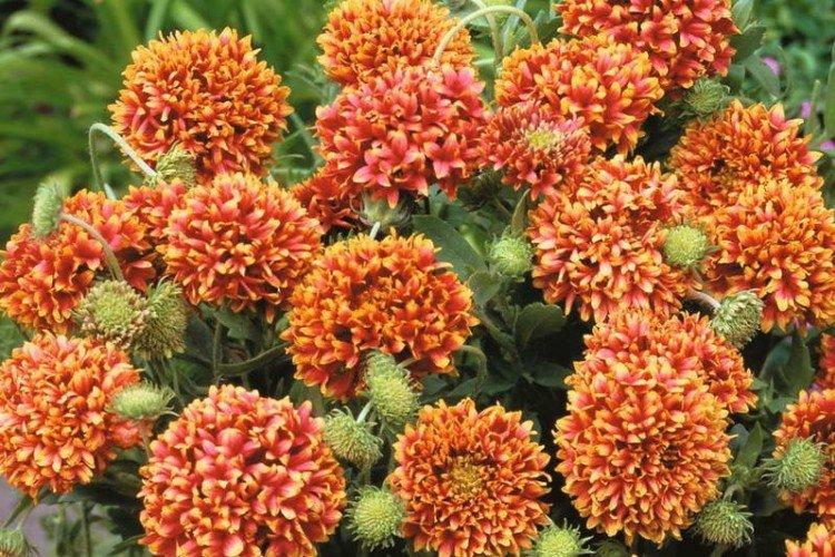 Гайлардия – фото