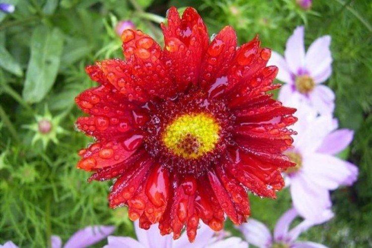 Расписная гайлардия