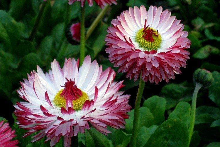 Удобрения и подкормка