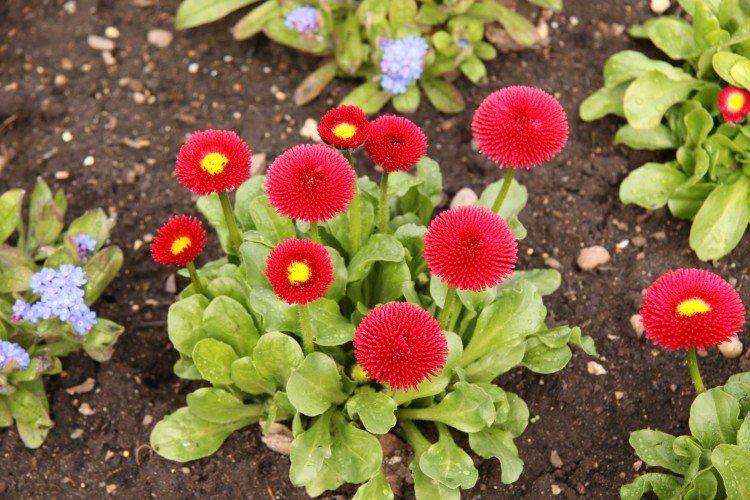 Маргаритки – фото