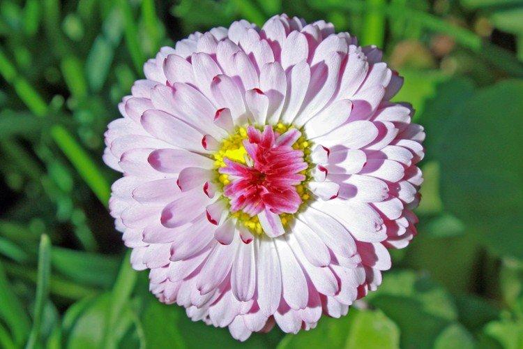 Маргаритки – фото