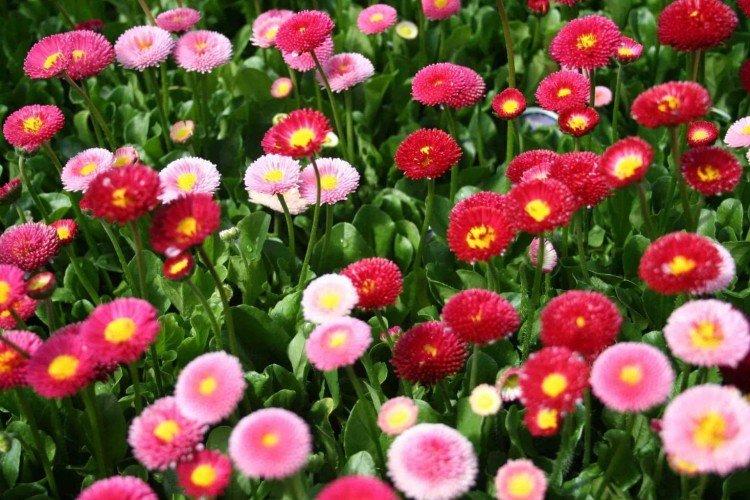 Маргаритки – фото