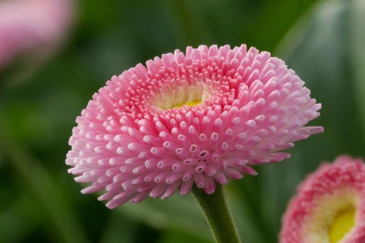 Маргаритки – фото