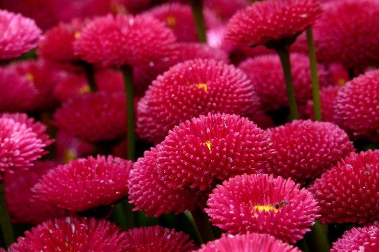 Маргаритки – фото