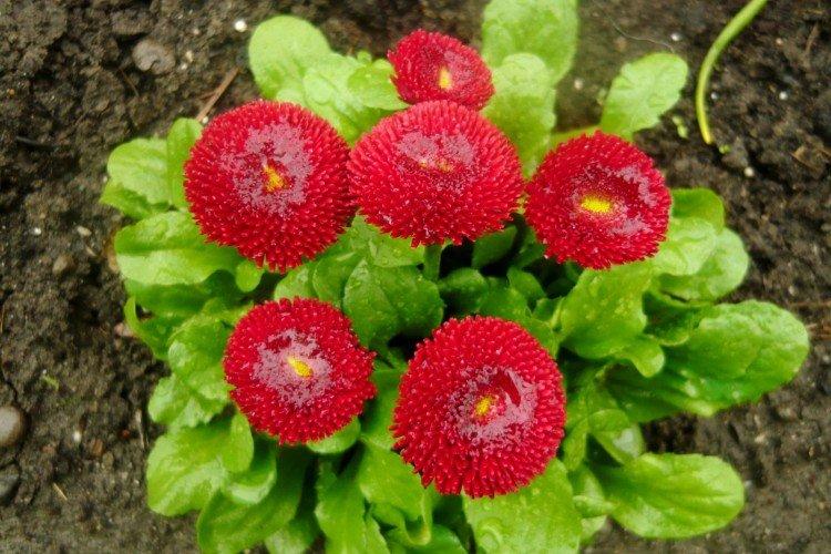 Маргаритки – фото