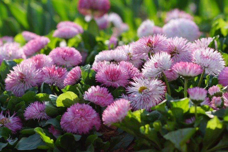 Маргаритки – фото