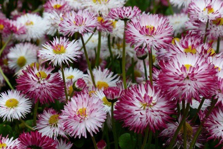 Маргаритки – фото