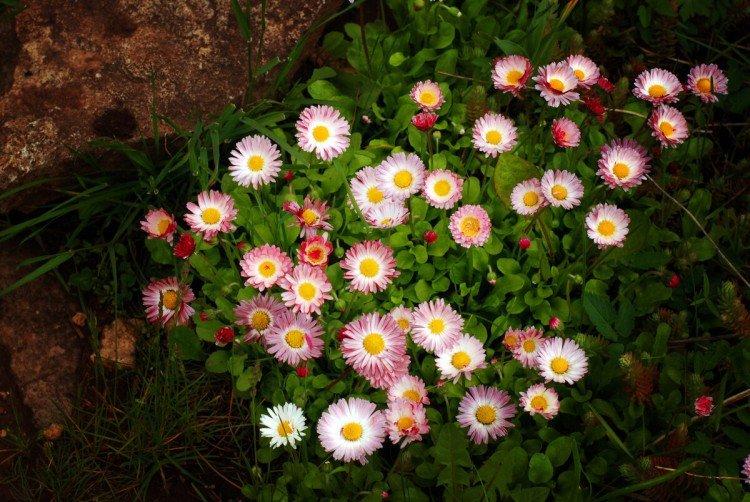 Маргаритки – фото