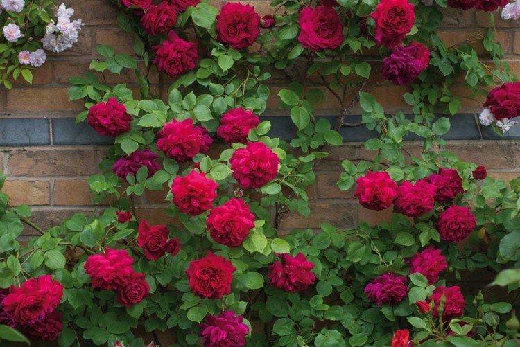 Подвязка и опоры