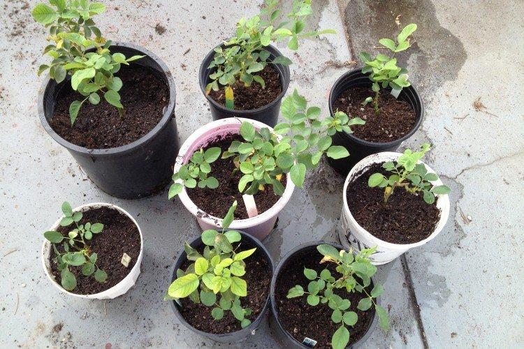 Посадка и размножение