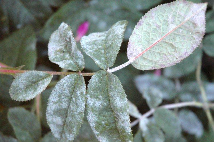 Вредители и болезни плетистой розы