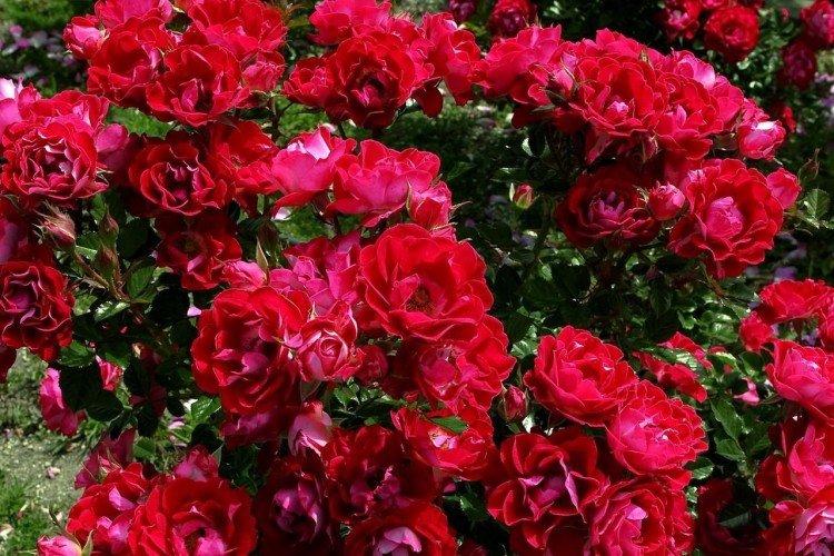 Плетистые розы – фото