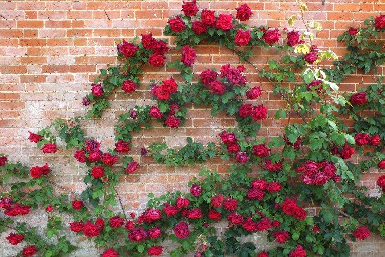 Плетистые розы – фото