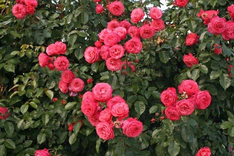 Плетистые розы – фото