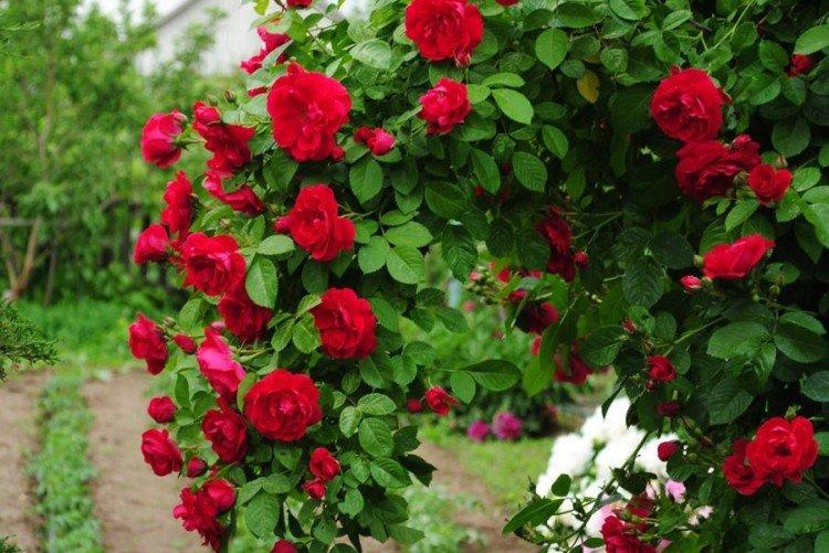 Плетистые розы – фото