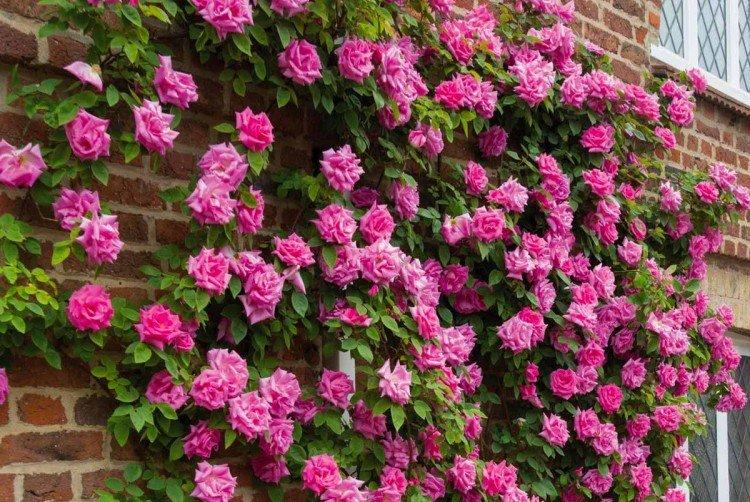 Плетистые розы – фото