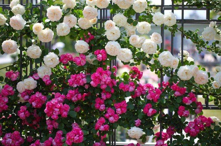 Плетистые розы – фото
