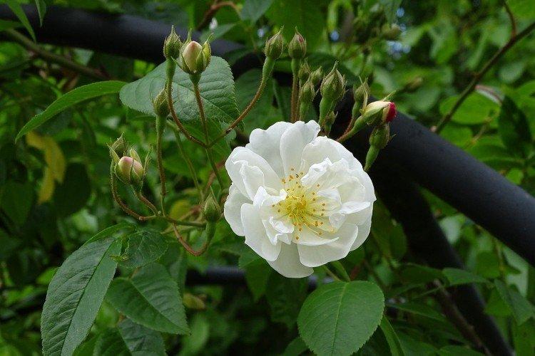 Плетистые розы – фото