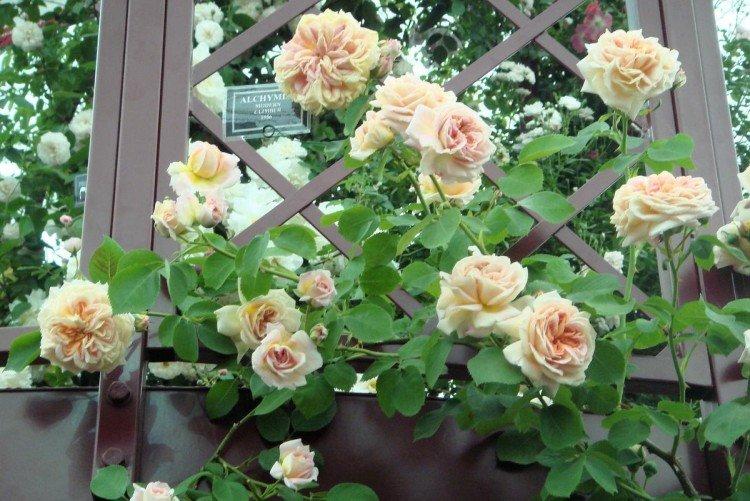 Плетистые розы – фото