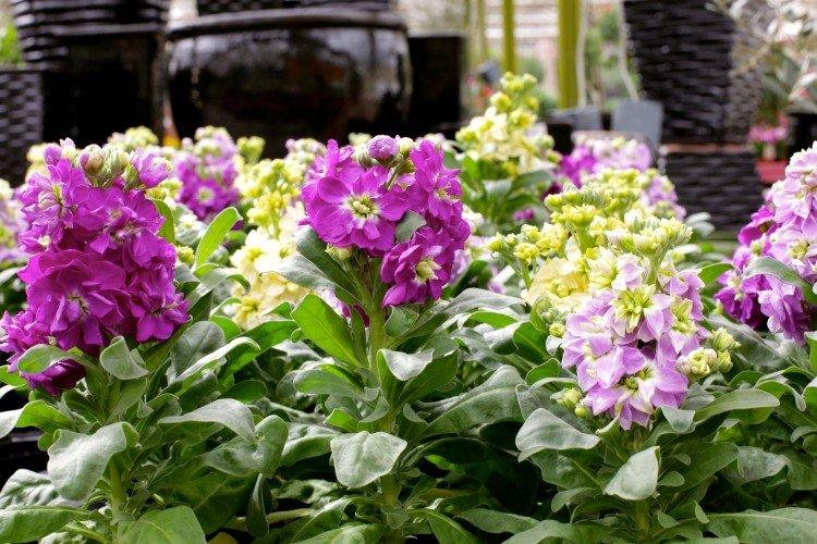 Левкой (50 фото): виды, уход и посадка в открытом грунте