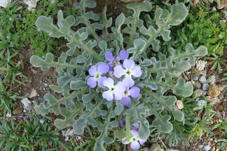 Вредители и болезни левкоя