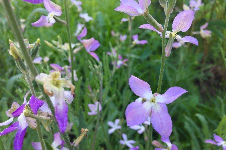 Левкой – фото