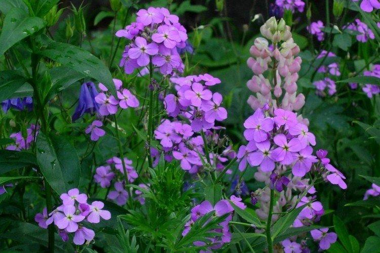 Левкой – фото