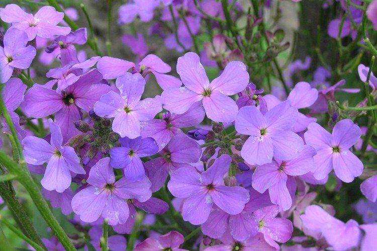 Левкой – фото