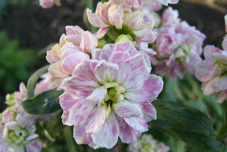 Одностебельный левкой