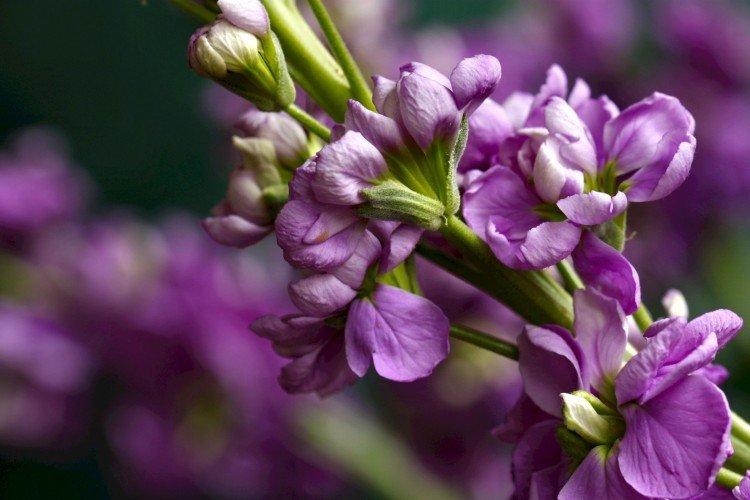 Левкой – фото