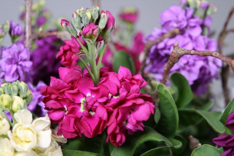 Левкой – фото