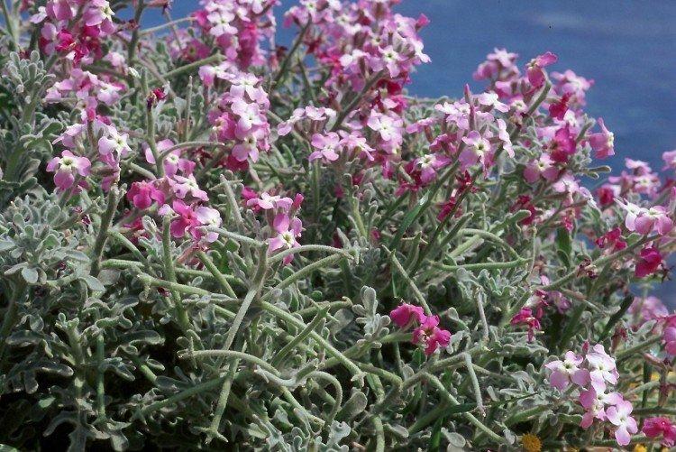 Левкой – фото