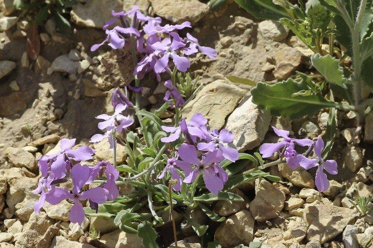 Левкой – фото