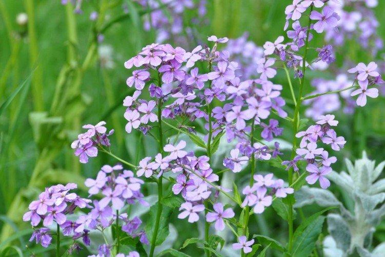 Двурогий левкой