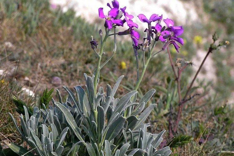 Левкой – фото