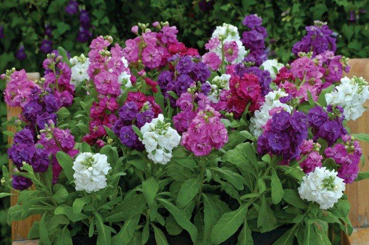 Левкой – фото