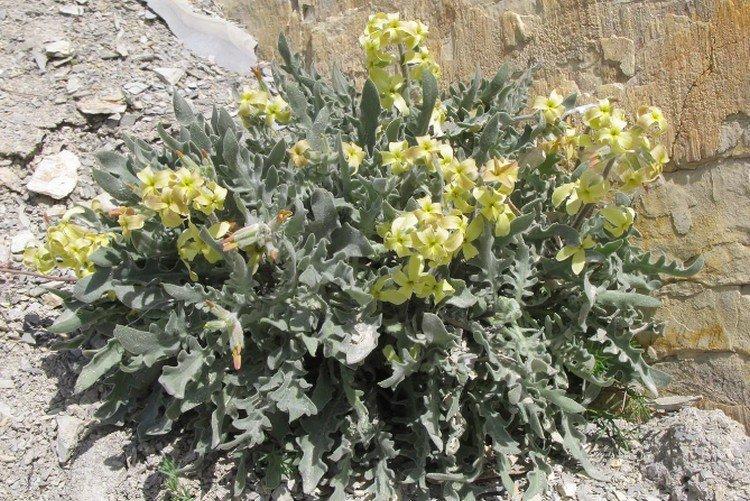 Душистый левкой